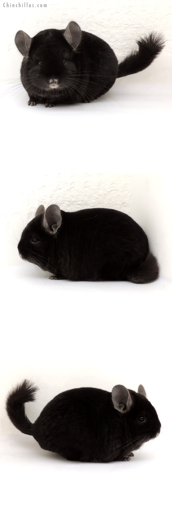 13233 First Place Ebony Male Chinchilla