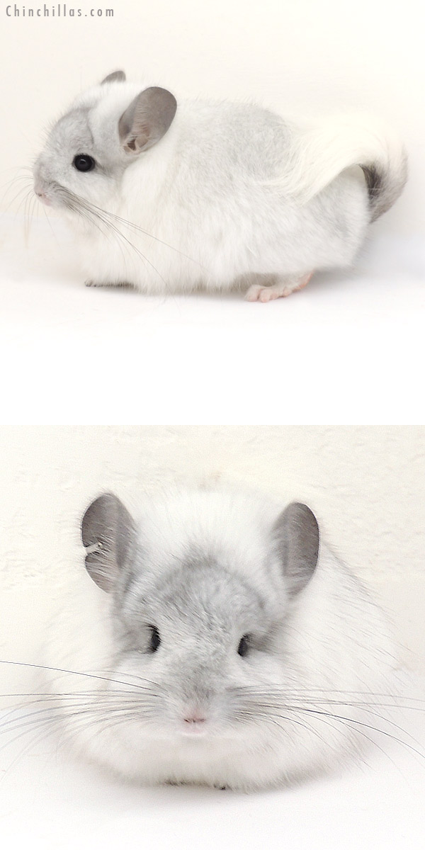 13234 Exceptional White Mosaic Royal Persian Angora Female Chinchilla