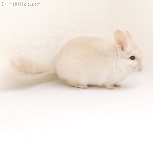 13235 Goldbar Male Chinchilla