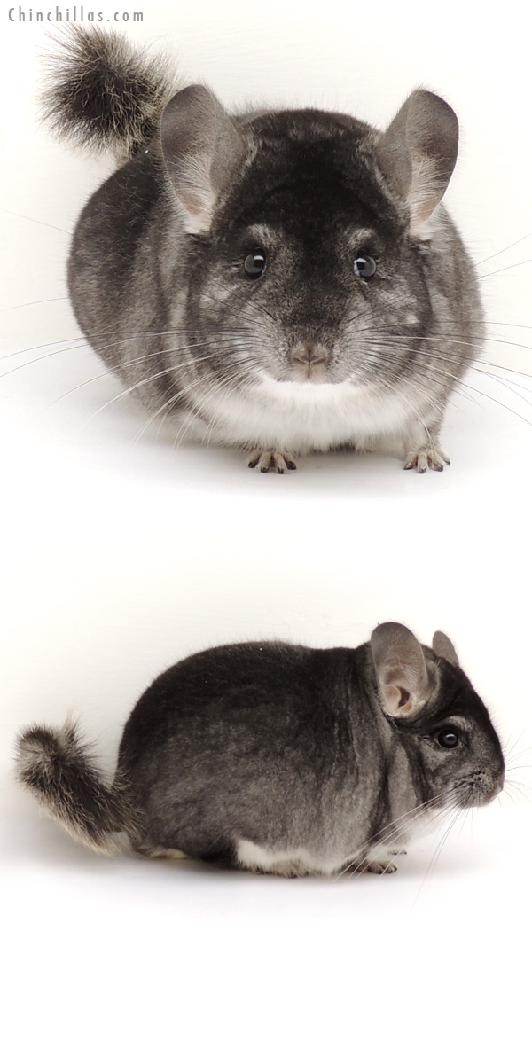 13236 Herd Improvement Quality Standard Male Chinchilla