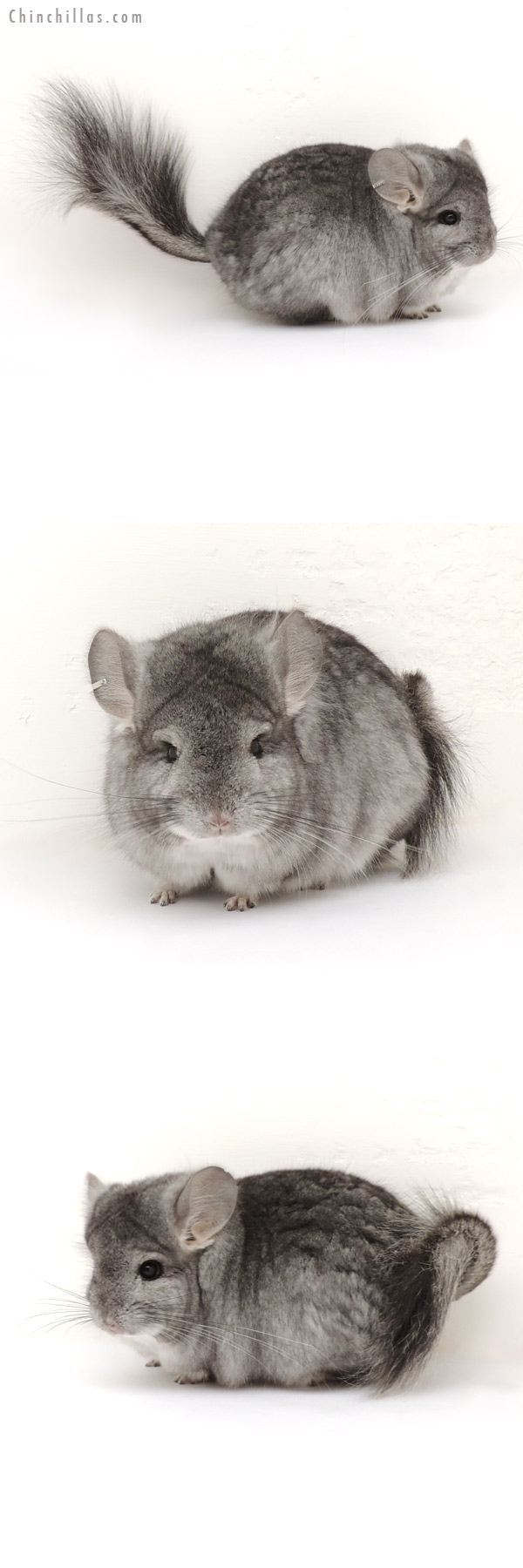 13239 Exceptional Standard Royal Persian Angora Male Chinchilla