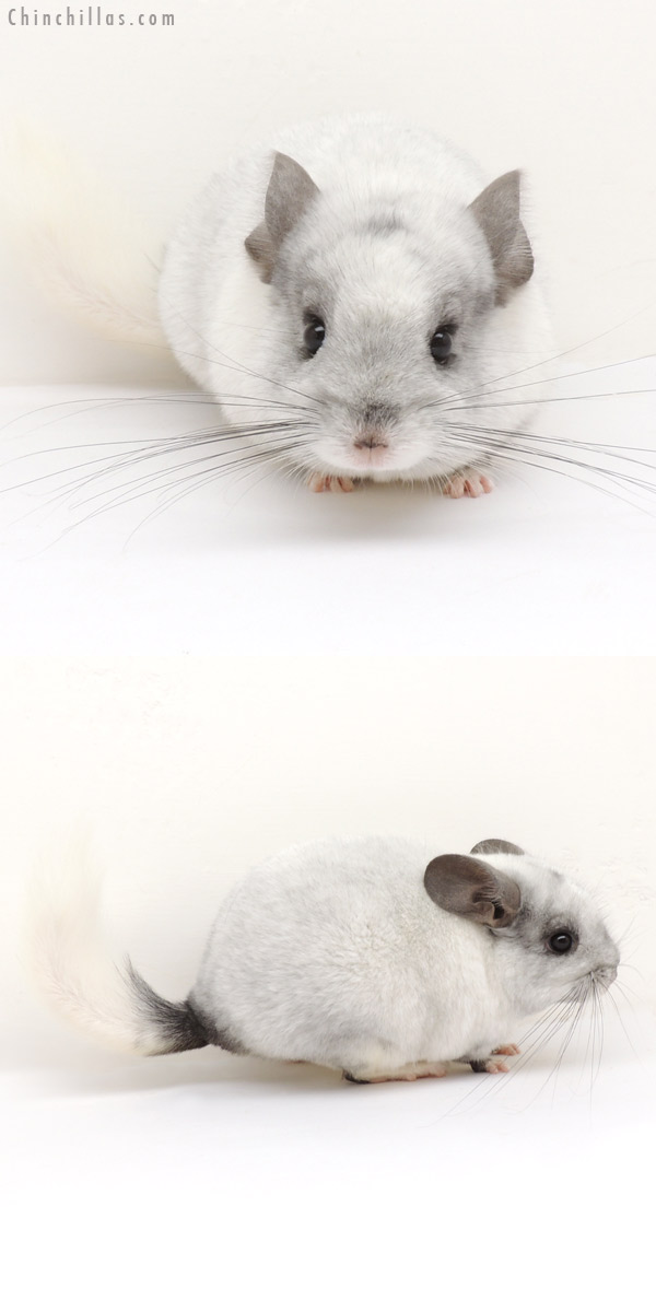 13237 Mini Ebony & White Mosaic ( Locken Carrier ) Female Chinchilla