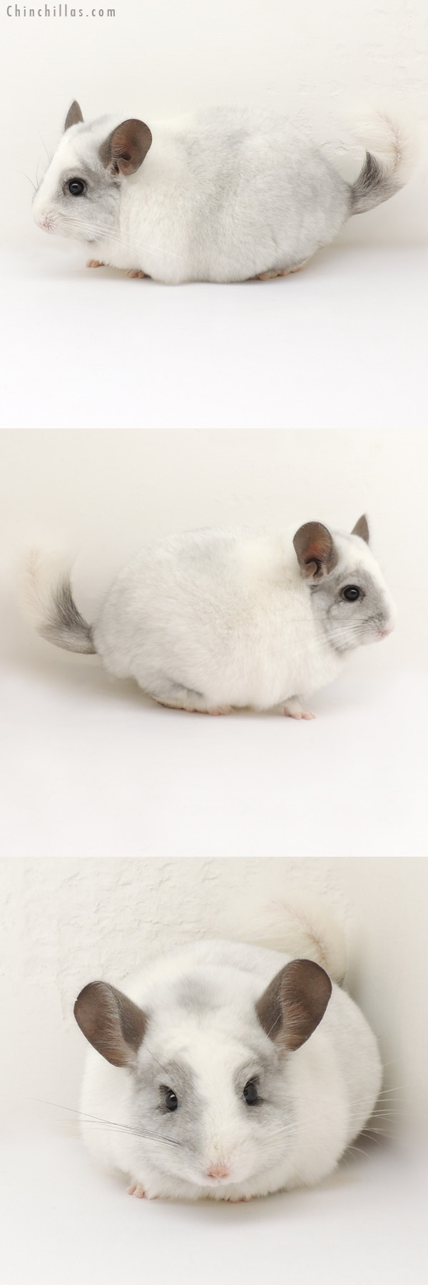 13238 Blocky Ebony & White Mosaic ( Locken Carrier ) Male Chinchilla