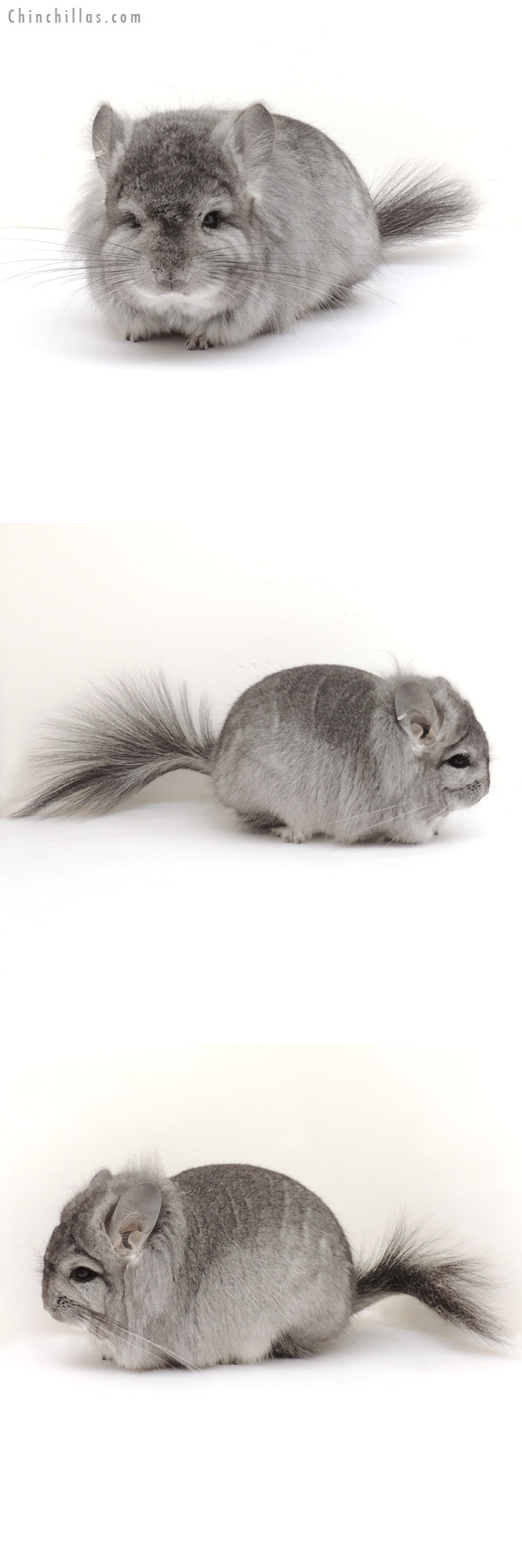 13241 Exceptional Standard Royal Persian Angora Male Chinchilla