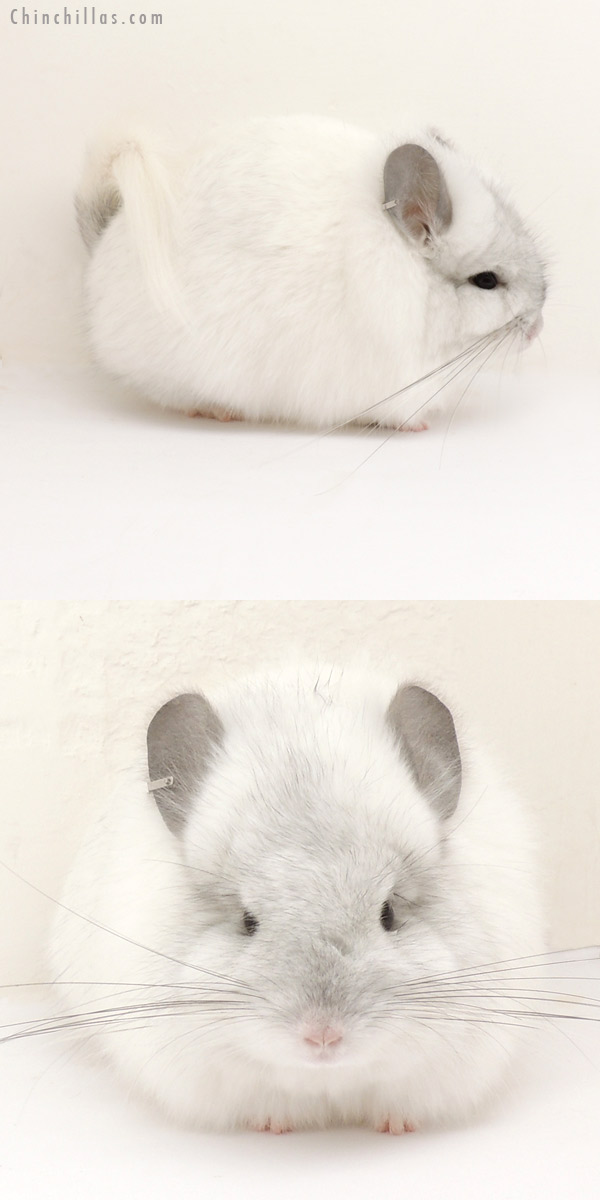 13244 White Mosaic Royal Persian Angora Female Chinchilla