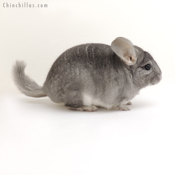 13242 Show Quality Sapphire Female Chinchilla