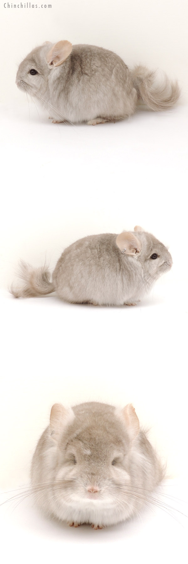 13248 Exceptional Beige Royal Persian Angora Male Chinchilla