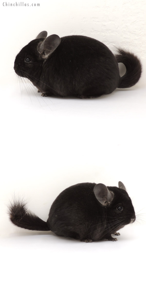 13246 Show Quality Ebony Female Chinchilla