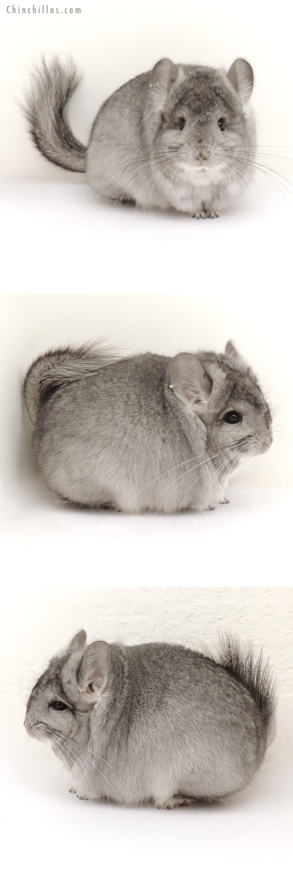 13247 Standard Royal Persian Angora Female Chinchilla