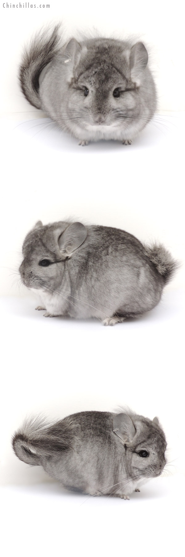 13252 Standard Royal Persian Angora Male Chinchilla