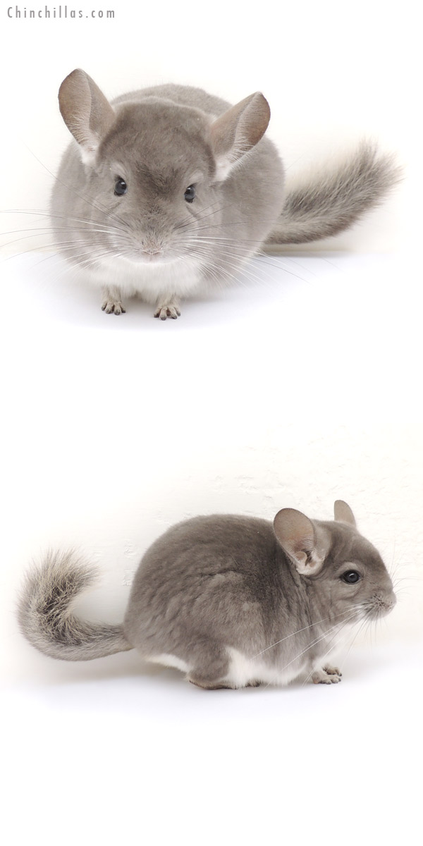 13249 Top Show Quality Violet Male Chinchilla