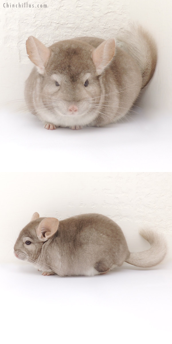 13255 Herd Improvement Quality Beige Male Chinchilla