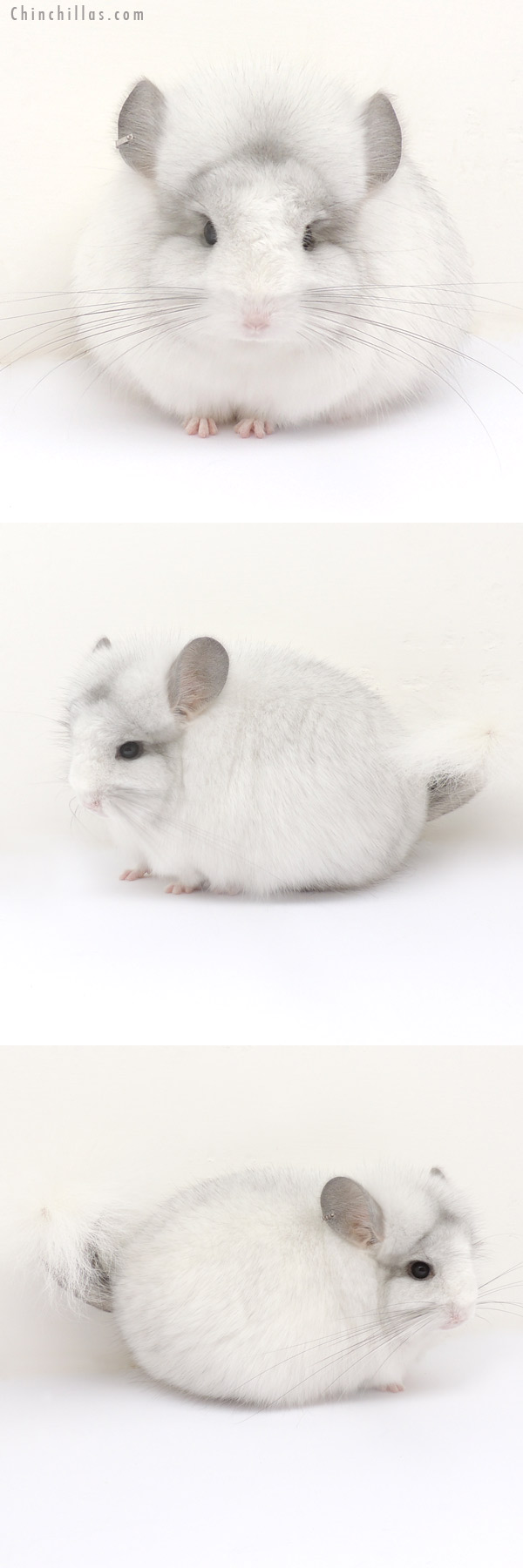 Chinchilla or related item offered for sale or export on Chinchillas.com - 13253 Exceptional White Mosaic Royal Persian Angora Female Chinchilla