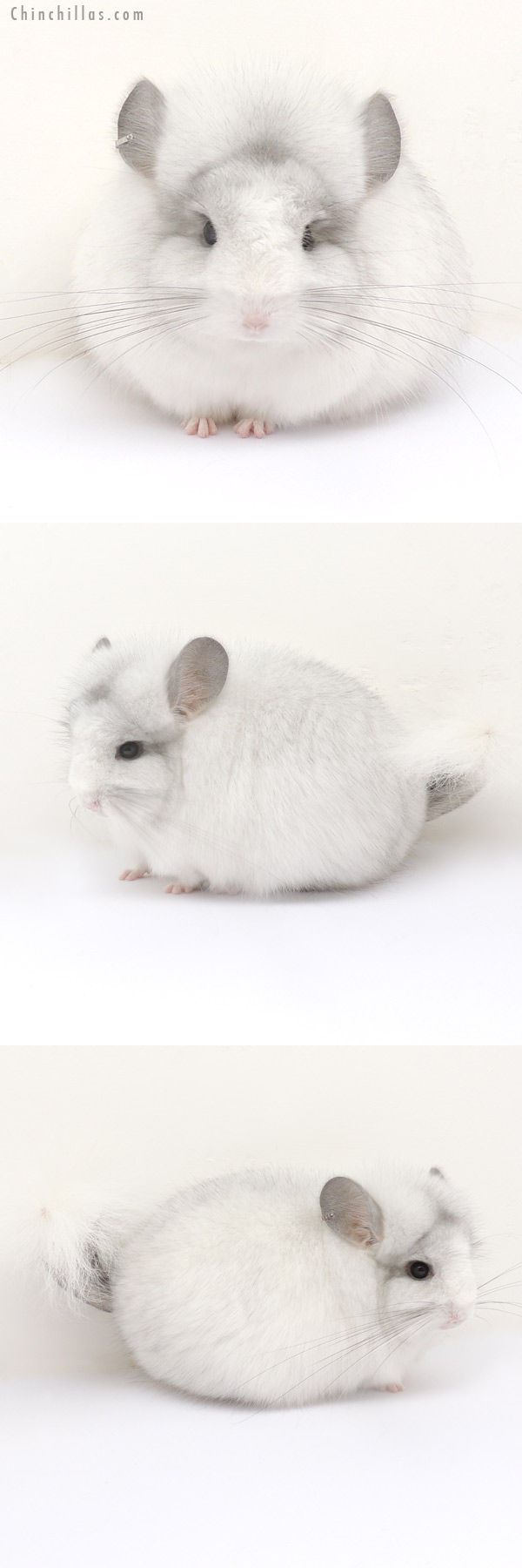 13253 Exceptional White Mosaic Royal Persian Angora Female Chinchilla