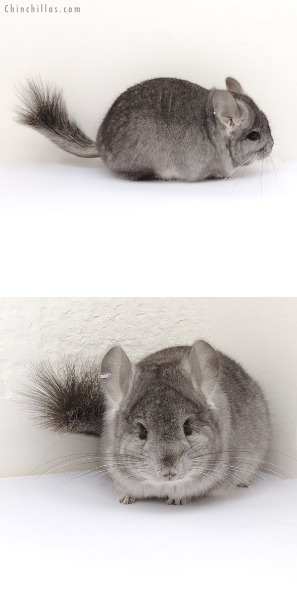 13250 Standard Royal Persian Angora Male Chinchilla