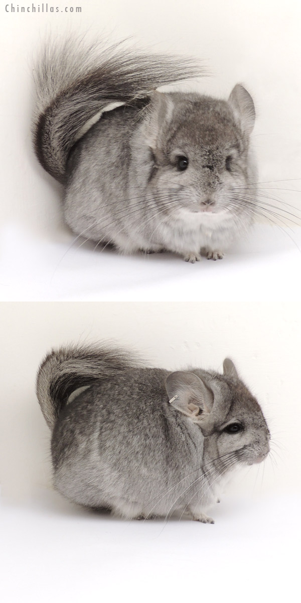 13264 Standard Royal Persian Angora Male Chinchilla