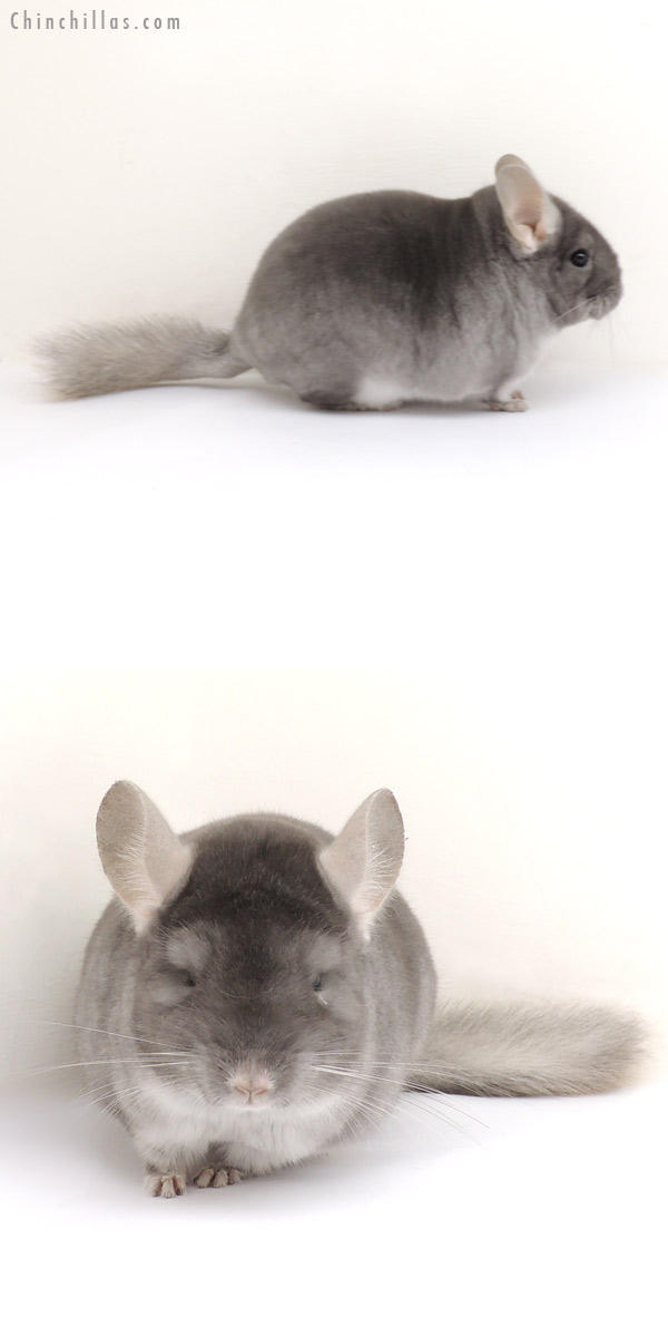 13262 Premium Production Quality TOV Sapphire Female Chinchilla