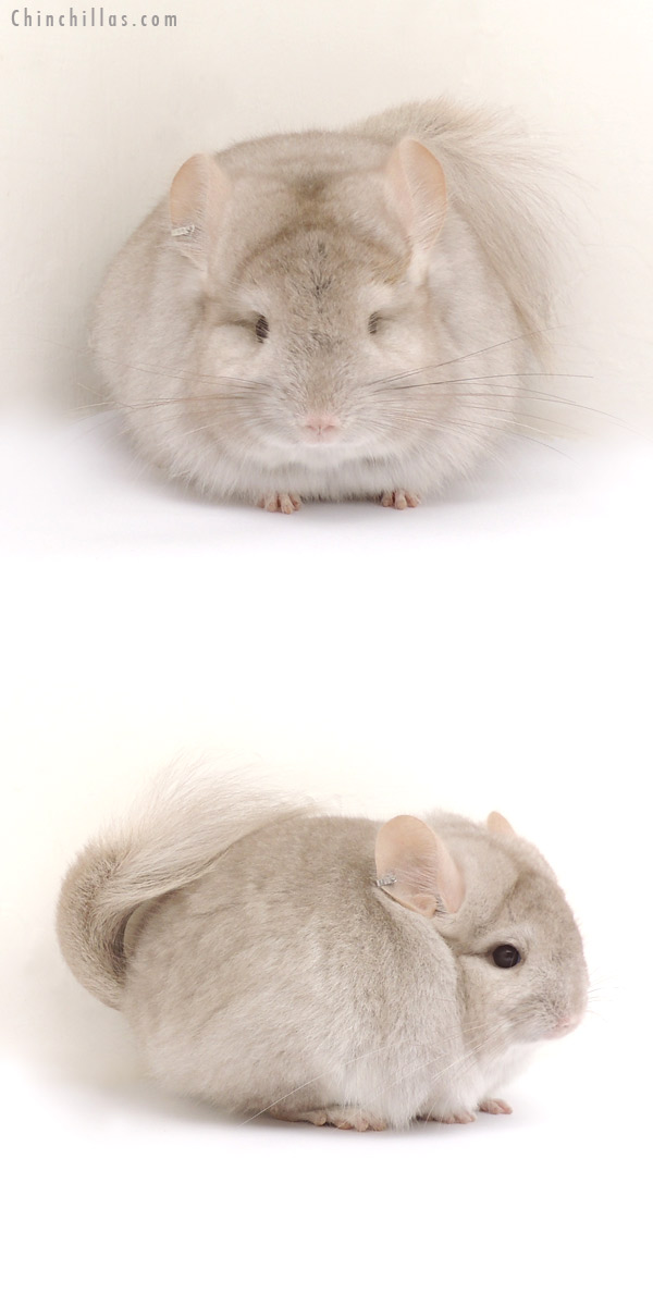 13265 Exceptional Beige Royal Persian Angora Female Chinchilla