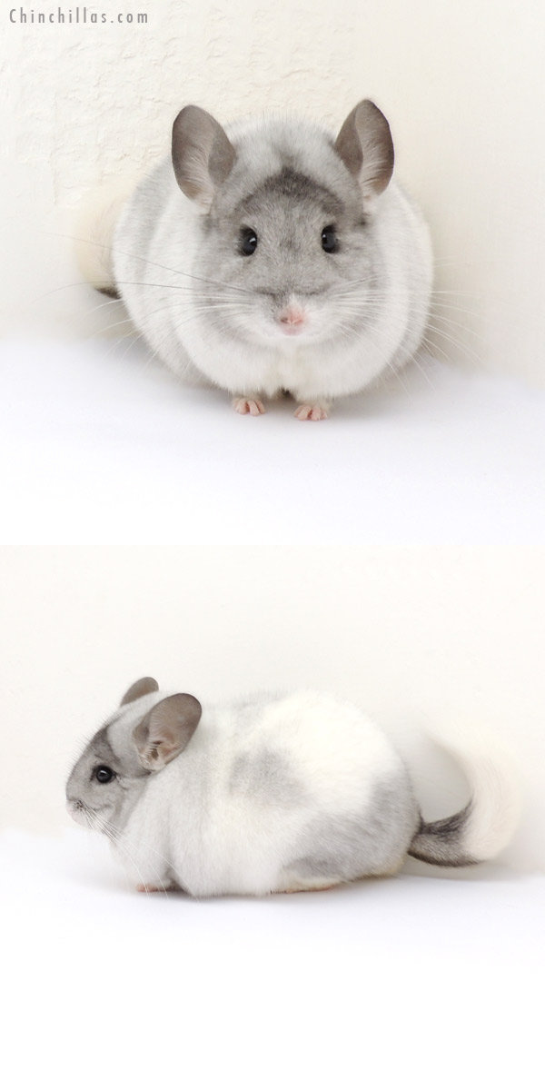 13259 Herd Improvement Quality White Mosaic Male Chinchilla