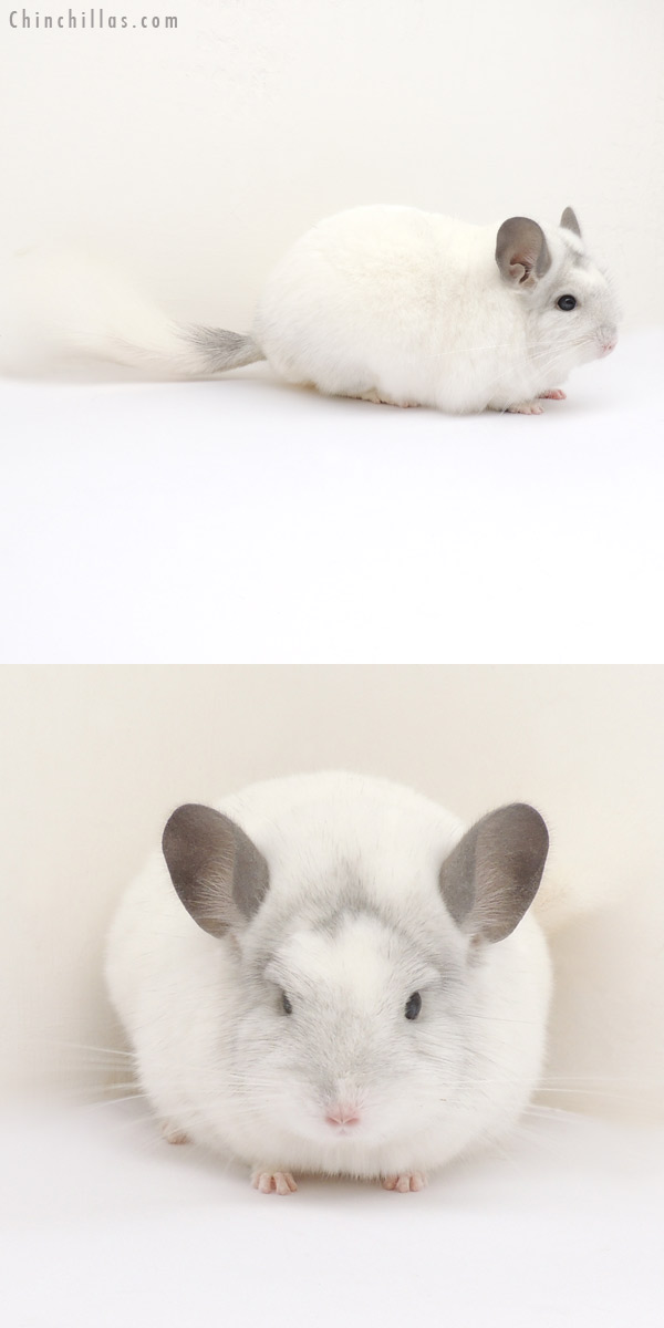 13263 Premium Production Quality White Mosaic Female Chinchilla