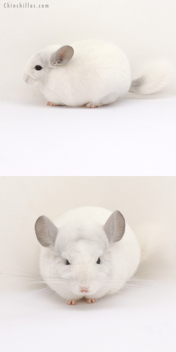 13257 Show Quality Violet & White Mosaic Female Chinchilla