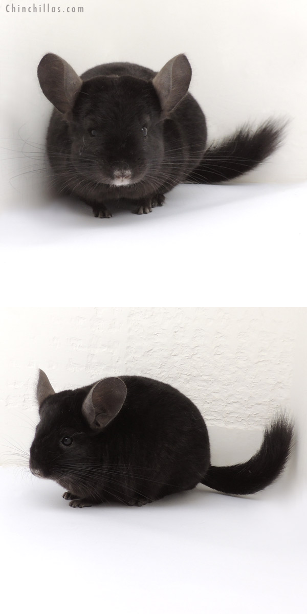 13260 Ebony ( Locken Carrier ) Female Chinchilla