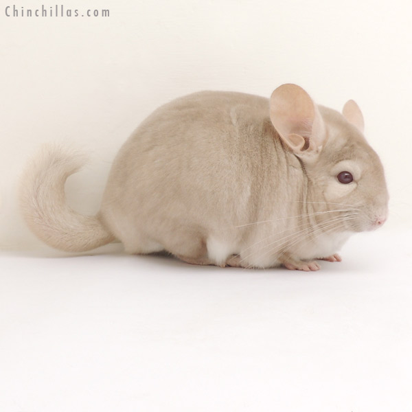 13268 1st Place Homo Beige Male Chinchilla