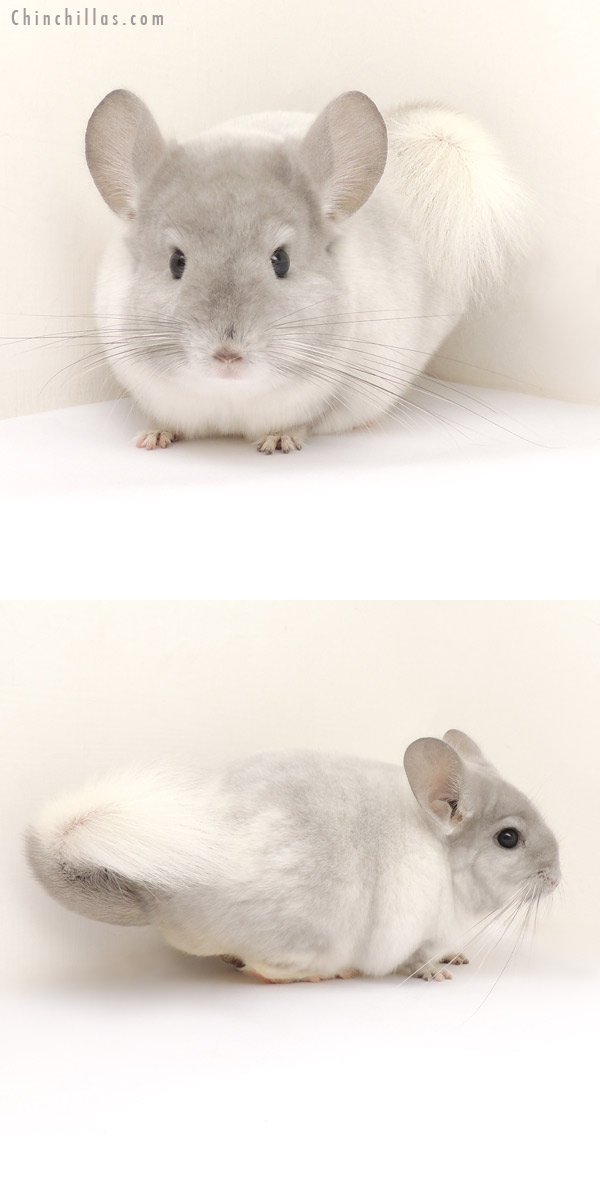 13272 Show Quality Violet and White Mosaic Female Chinchilla