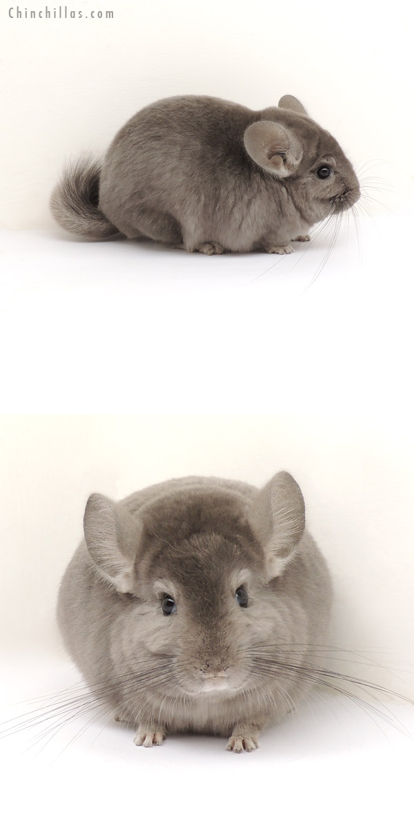 13267 Top Show Quality Wrap Around Violet Male Chinchilla