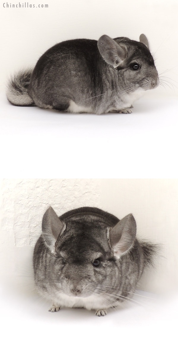 13266 1st Place Standard Male Chinchilla