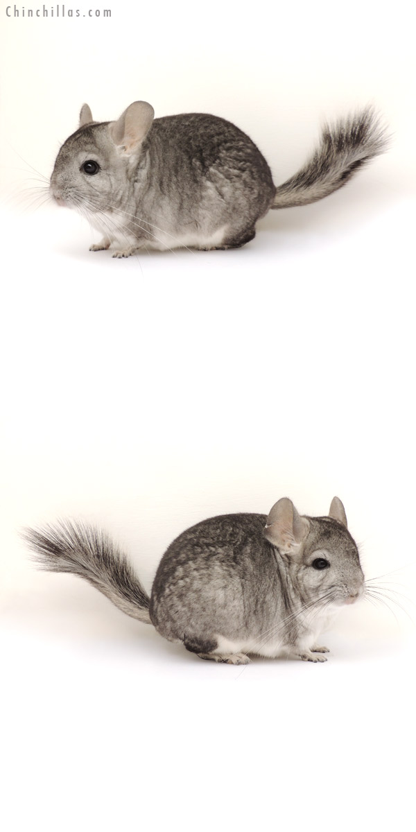 13276 Standard ( Violet & Royal Persian Angora Carrier ) Male Chinchilla