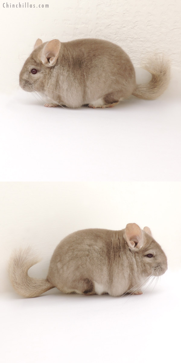 13273 Show Quality Beige Female Chinchilla