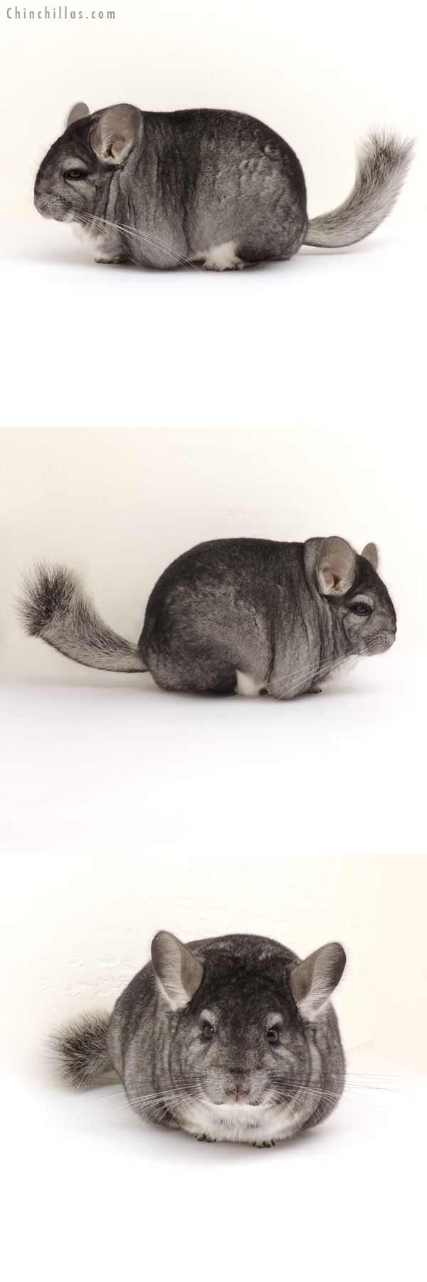 13284 Large Blocky Premium Production Quality Standard Female Chinchilla