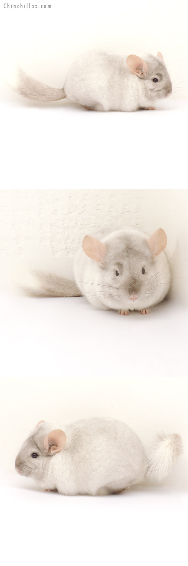 13282 Large Tan & White Mosaic Male Chinchilla