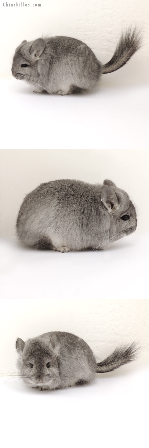 13285 Exceptional Standard Royal Persian Angora Female Chinchilla w/ 'lion mane'