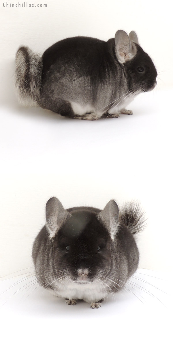 13277 Show Quality Black Velvet ( Violet & Ebony Carrier ) Male Chinchilla