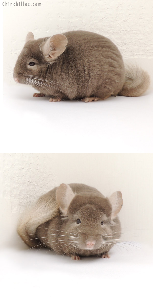 13279 Show Quality Tan Female Chinchilla