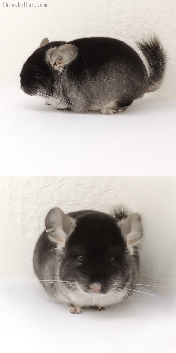 13283 Black Velvet ( Violet & Royal Persian Angora Carrier ) Male Chinchilla