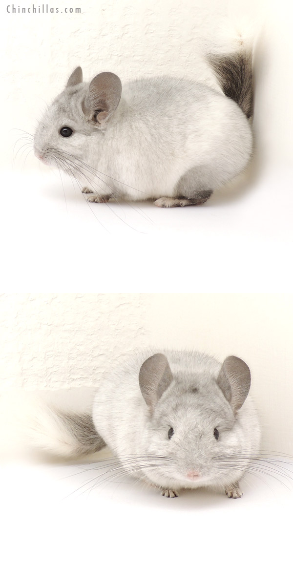 13278 Mini Ebony & White Mosaic Male Chinchilla