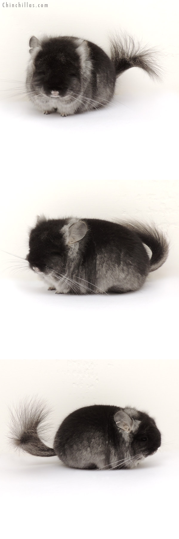 13293 Exceptional Black Velvet Royal Persian Angora Male Chinchilla