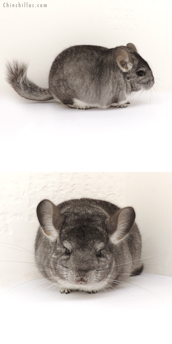 13290 Extra Large Show Quality Standard Female Chinchilla