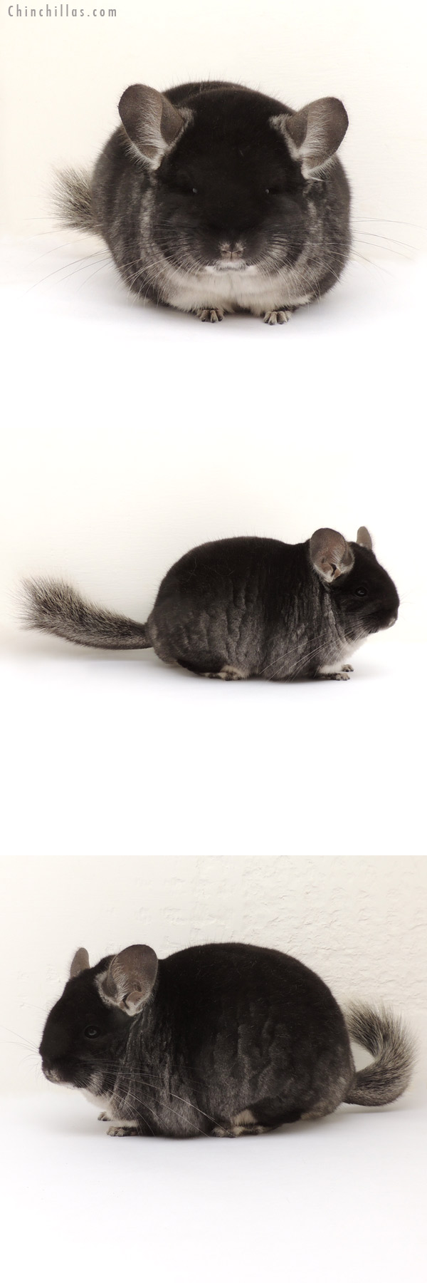 13287 Blocky Show Quality Black Velvet Female Chinchilla