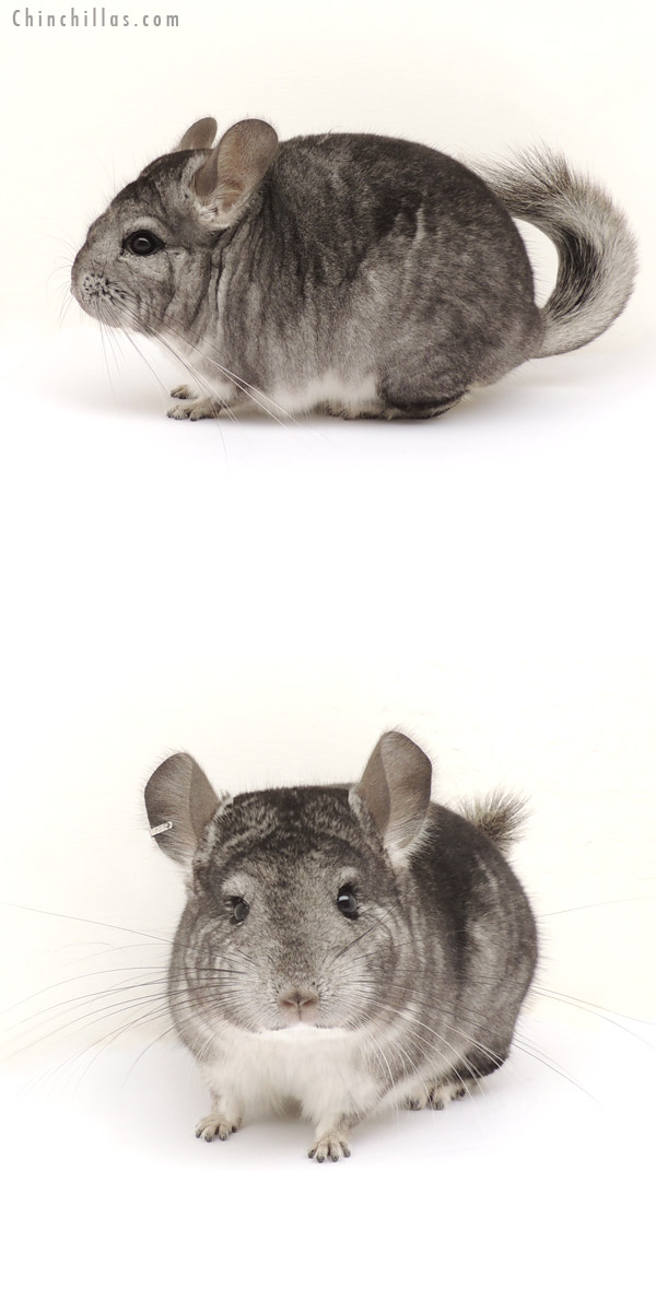 13292 Standard ( Royal Persian Angora Carrier ) Female Chinchilla