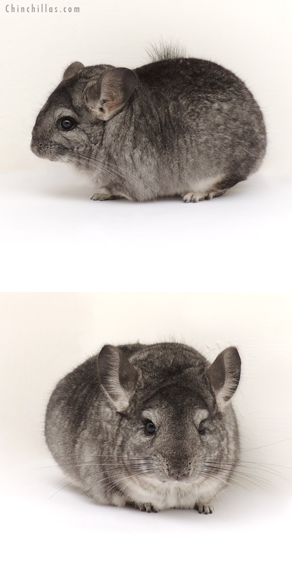 13288 Large Show Quality Standard Female Chinchilla