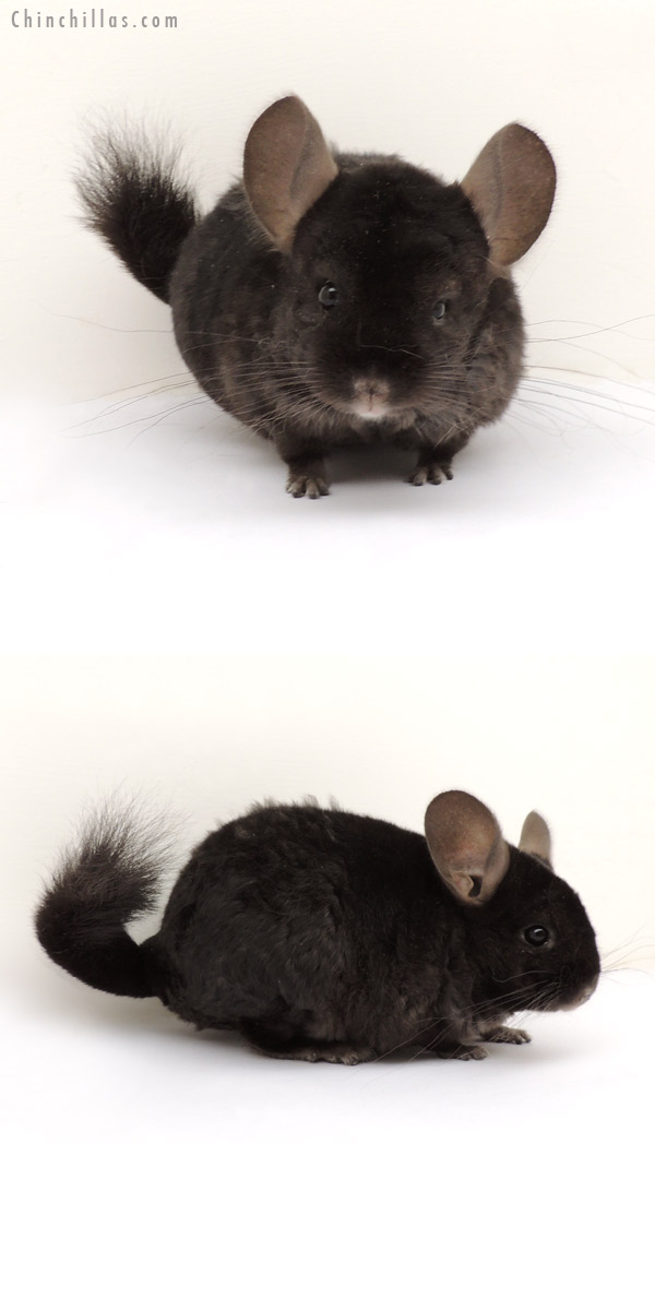 13291 Ebony Locken Female Chinchilla