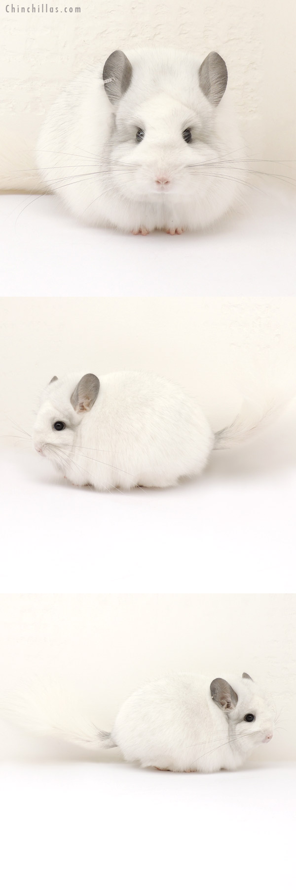 13275 Exceptional White Mosaic Royal Persian Angora Female Chinchilla