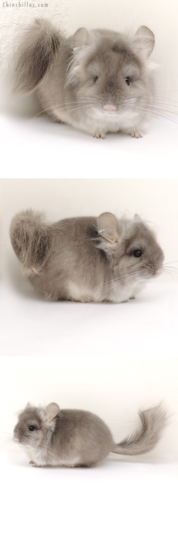 13298 Exceptional Violet Royal Persian Angora Male Chinchilla