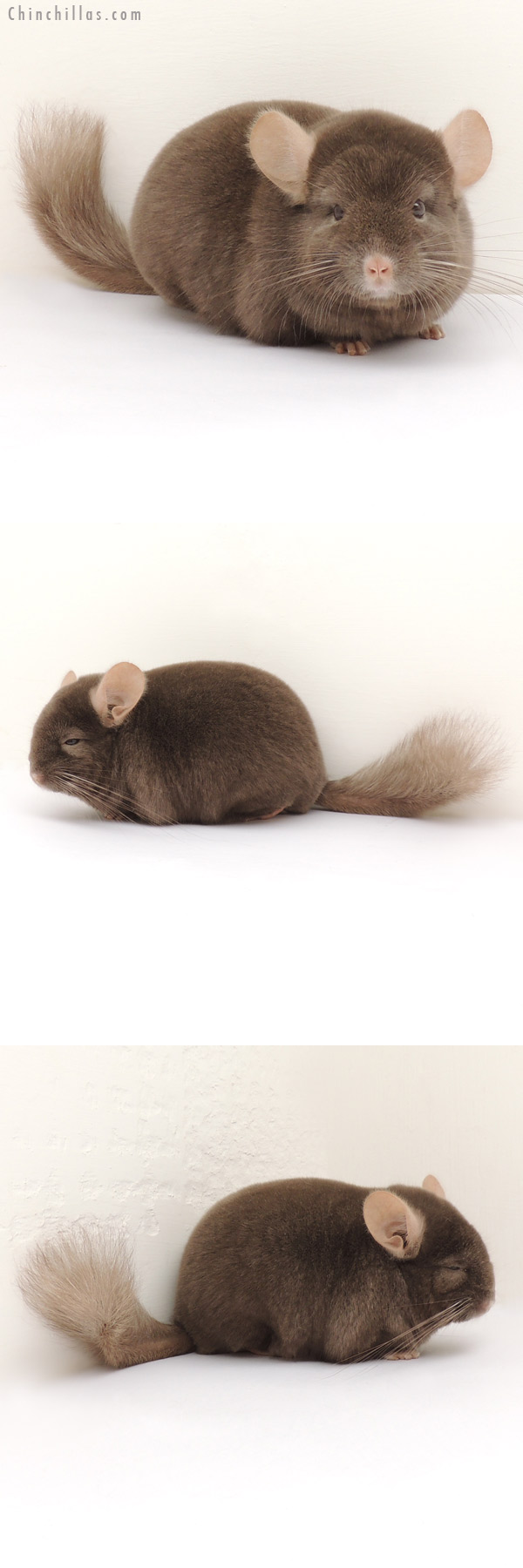 13299 Herd Improvement Quality Dark Tan Male Chinchilla