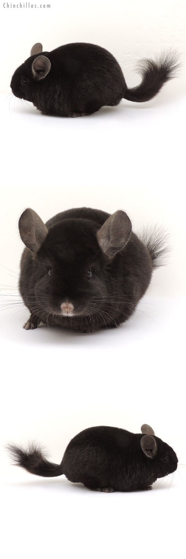 13297 Ebony ( Locken Carrier ) Female Chinchilla