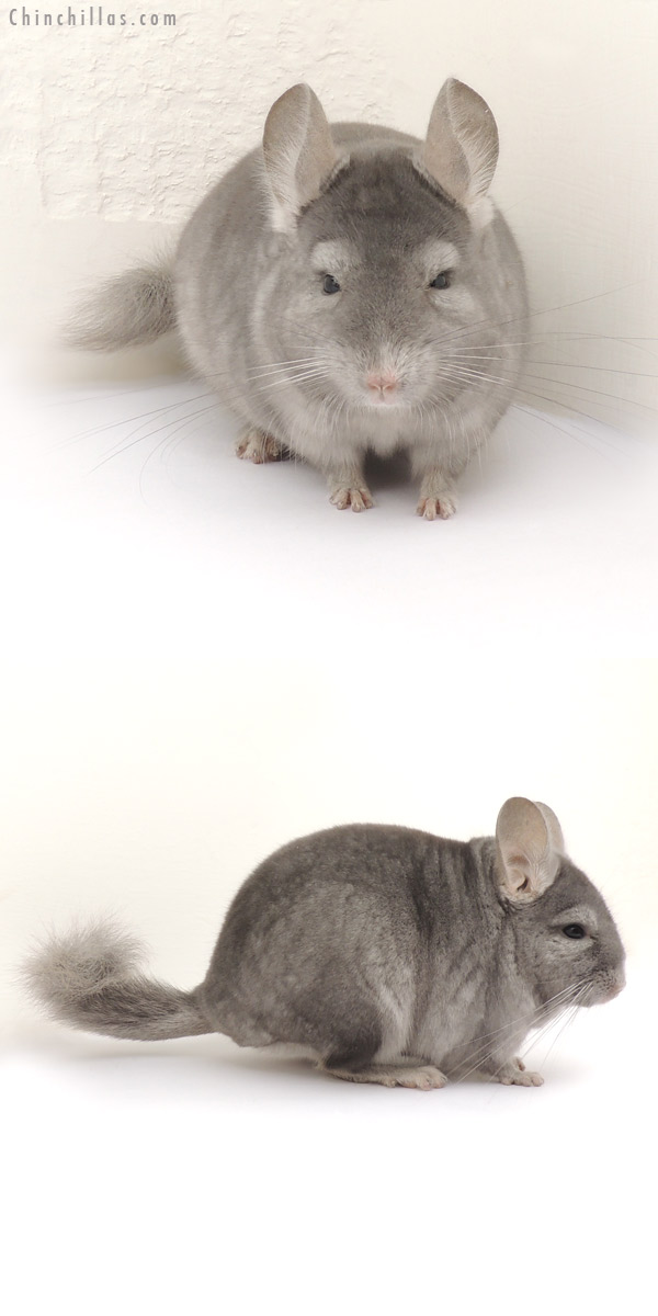 13300 Sapphire ( Ebony Carrier ) Male Chinchilla